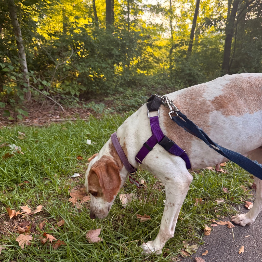 Gidget, photo 18