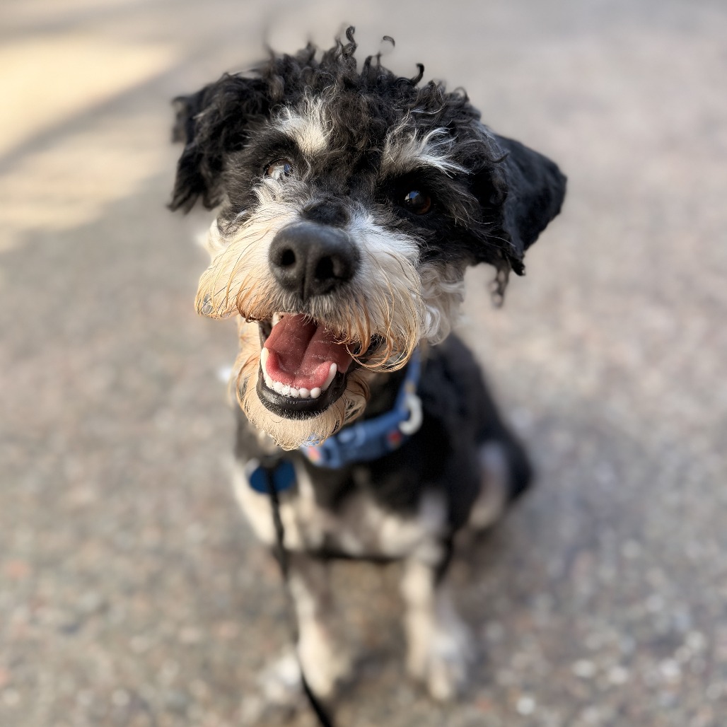 Animal named Truffle