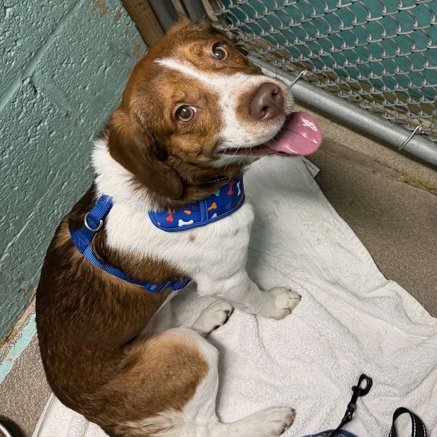 Image of Red looking at the camera