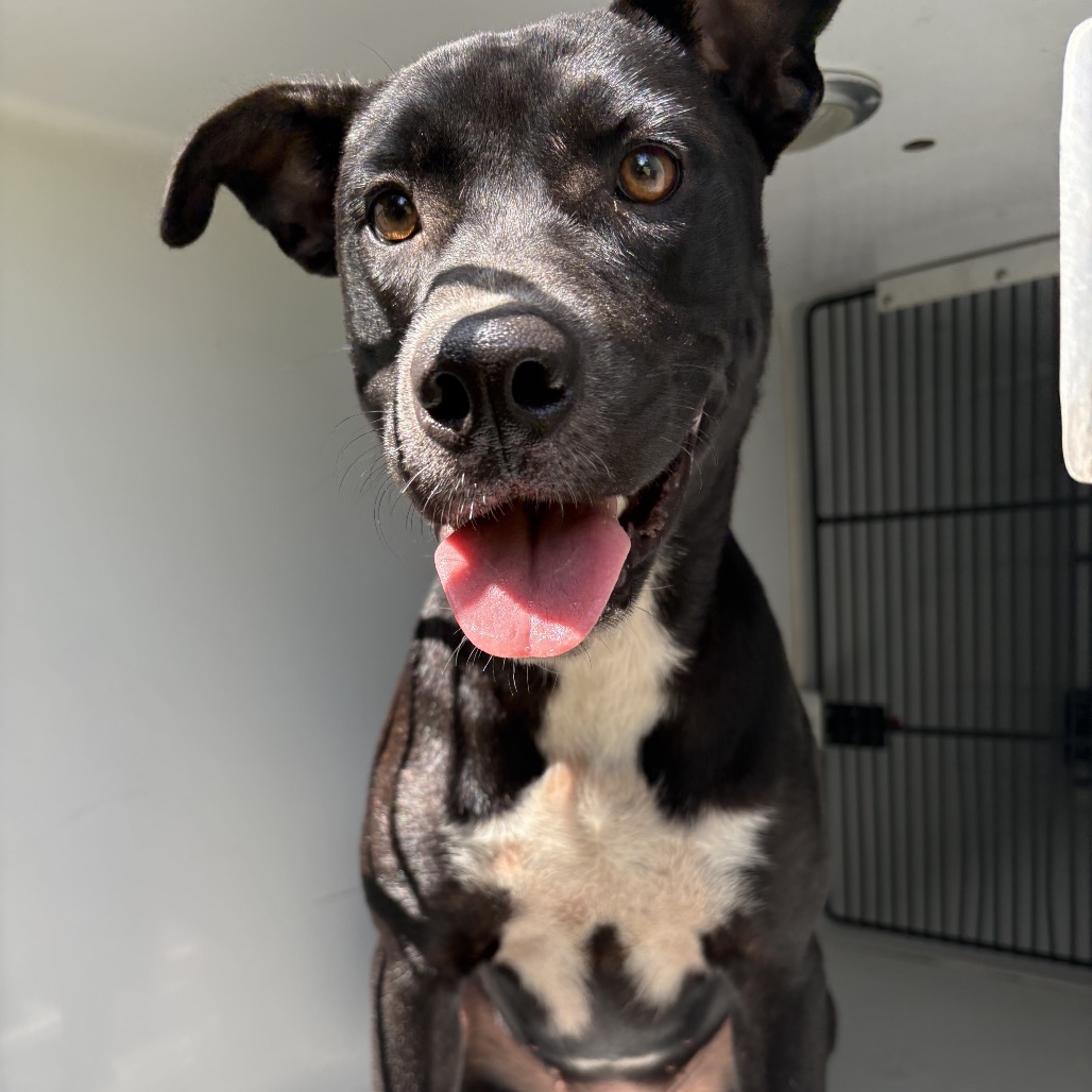 JUNIE B - Retriever, Labrador / Terrier, Pit Bull available for adoption