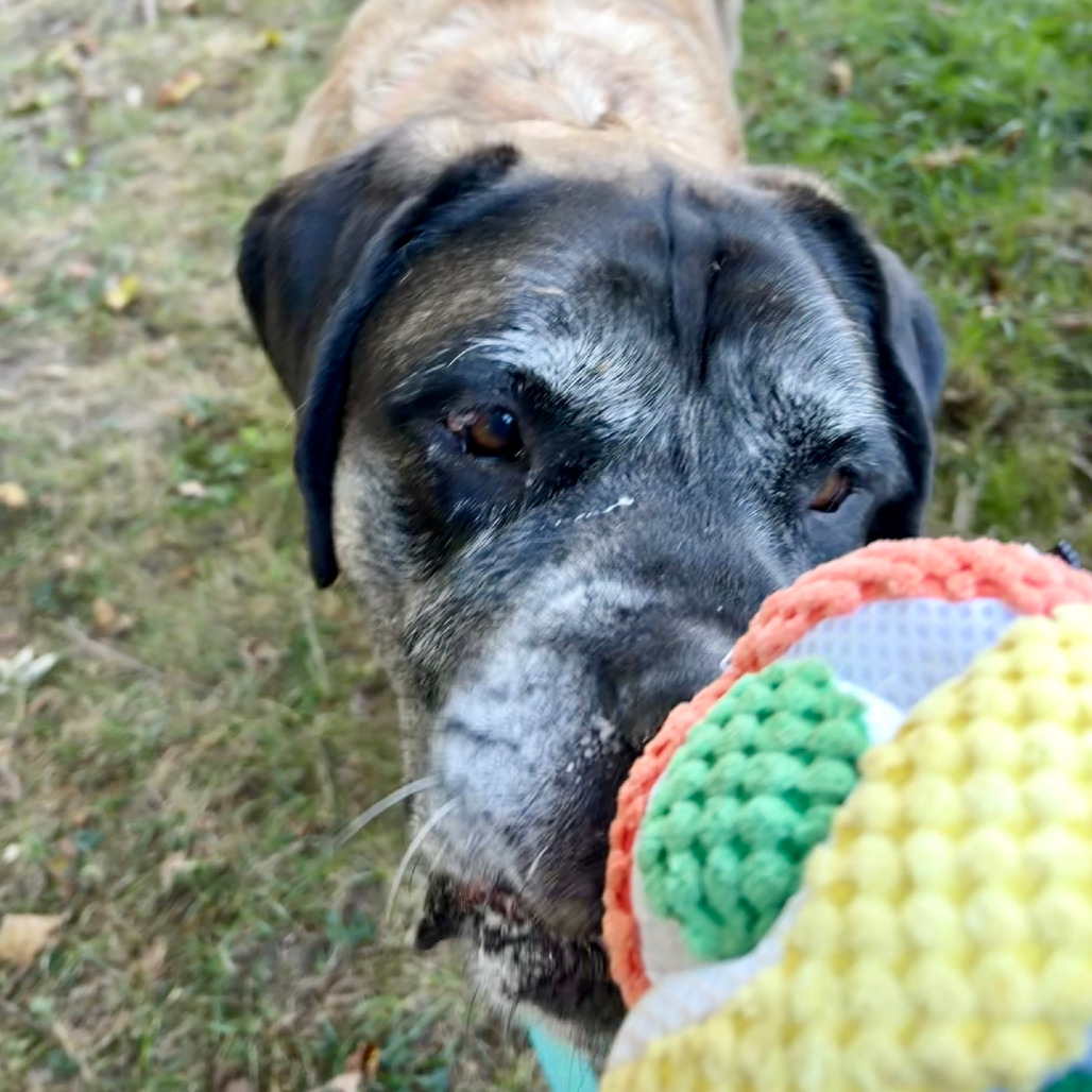 Bentley, photo 15