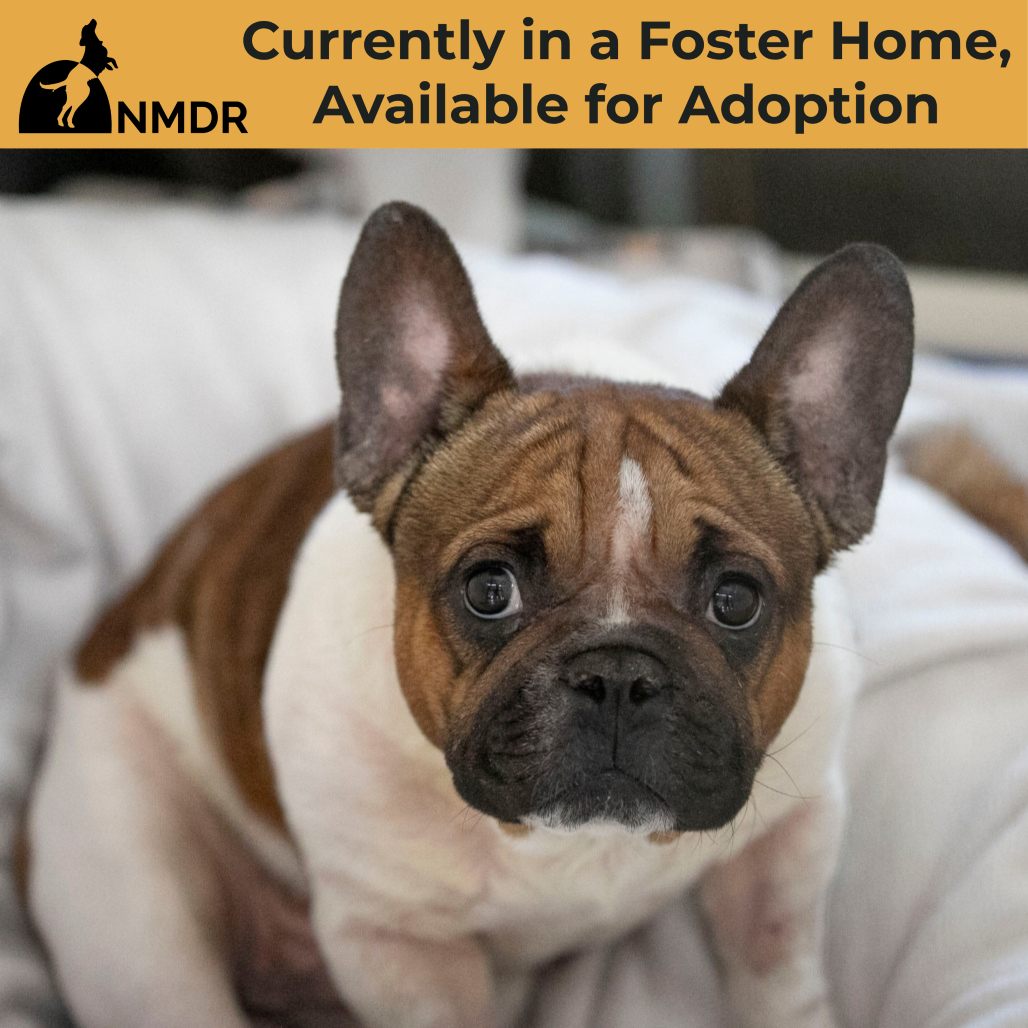 UNCLE REX ( MY26-74) - Bulldog / French available for adoption