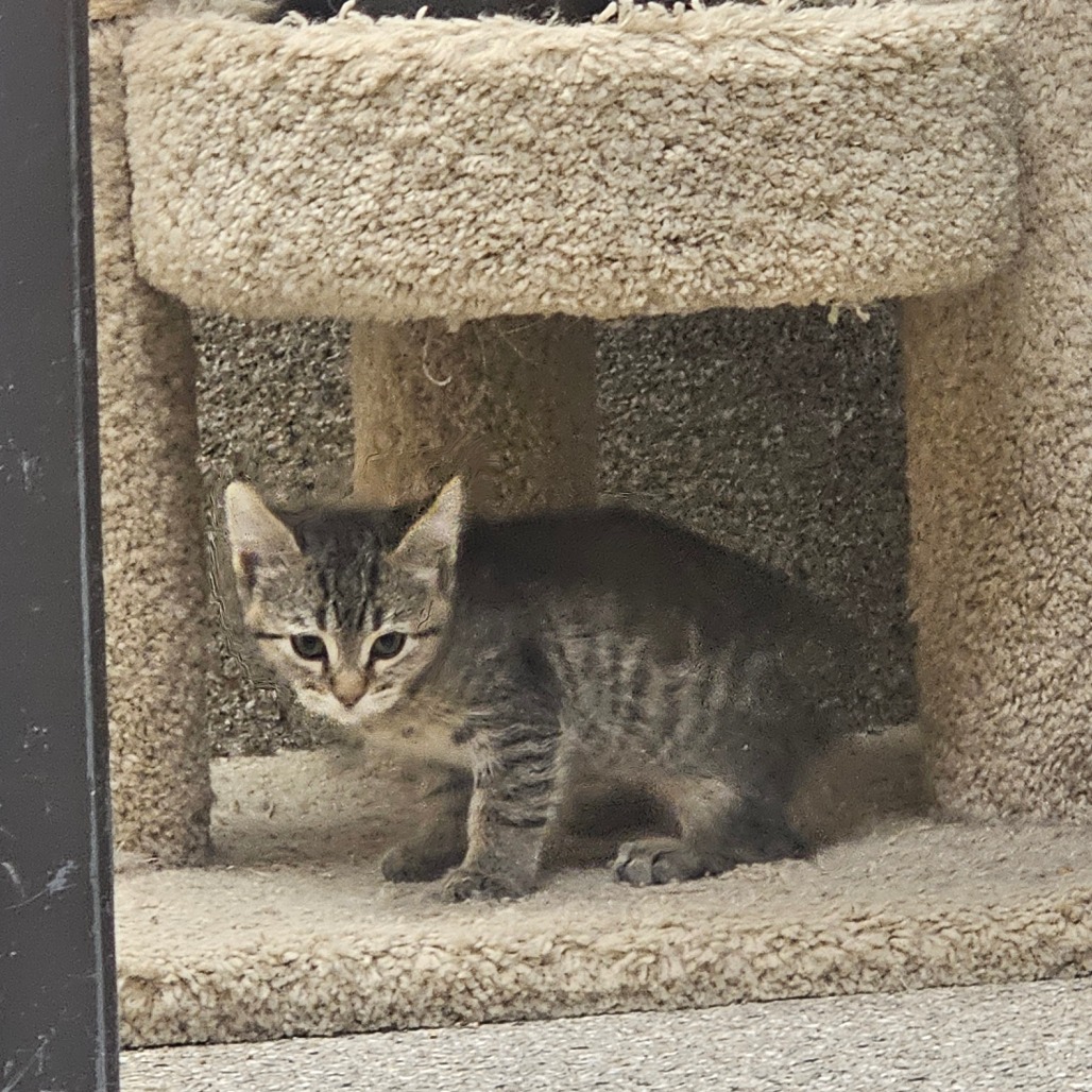 Downy — thumbnail 5