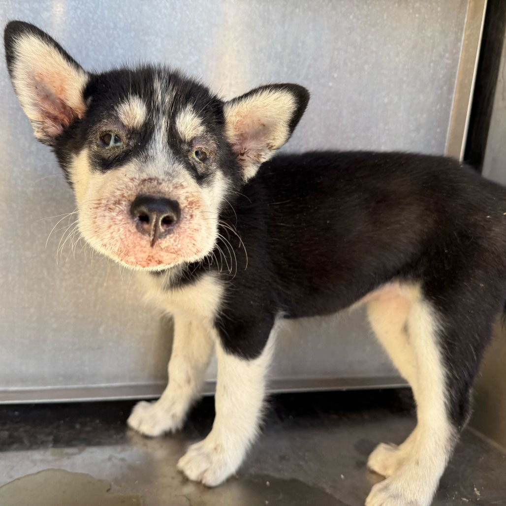 DALLAS - Husky available for adoption