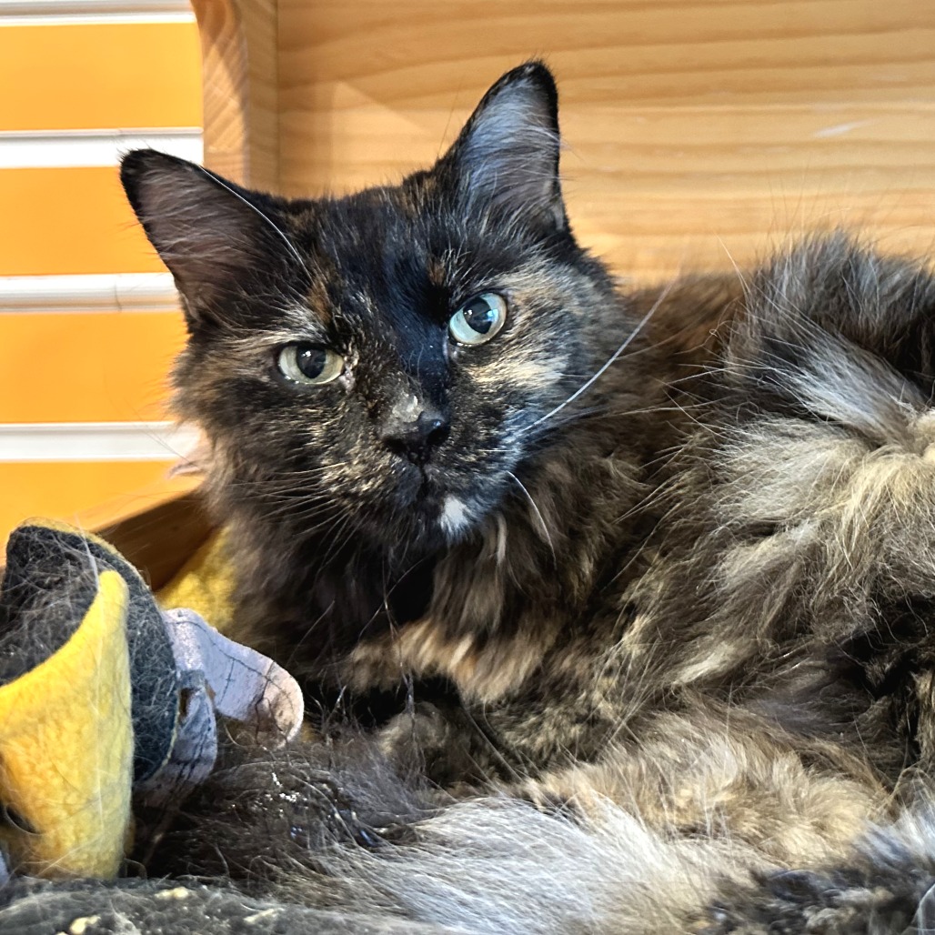 MS. FUZZ - Domestic Longhair available for adoption