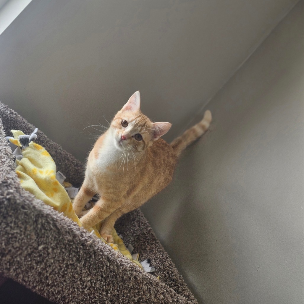 Cheez-it — thumbnail 5