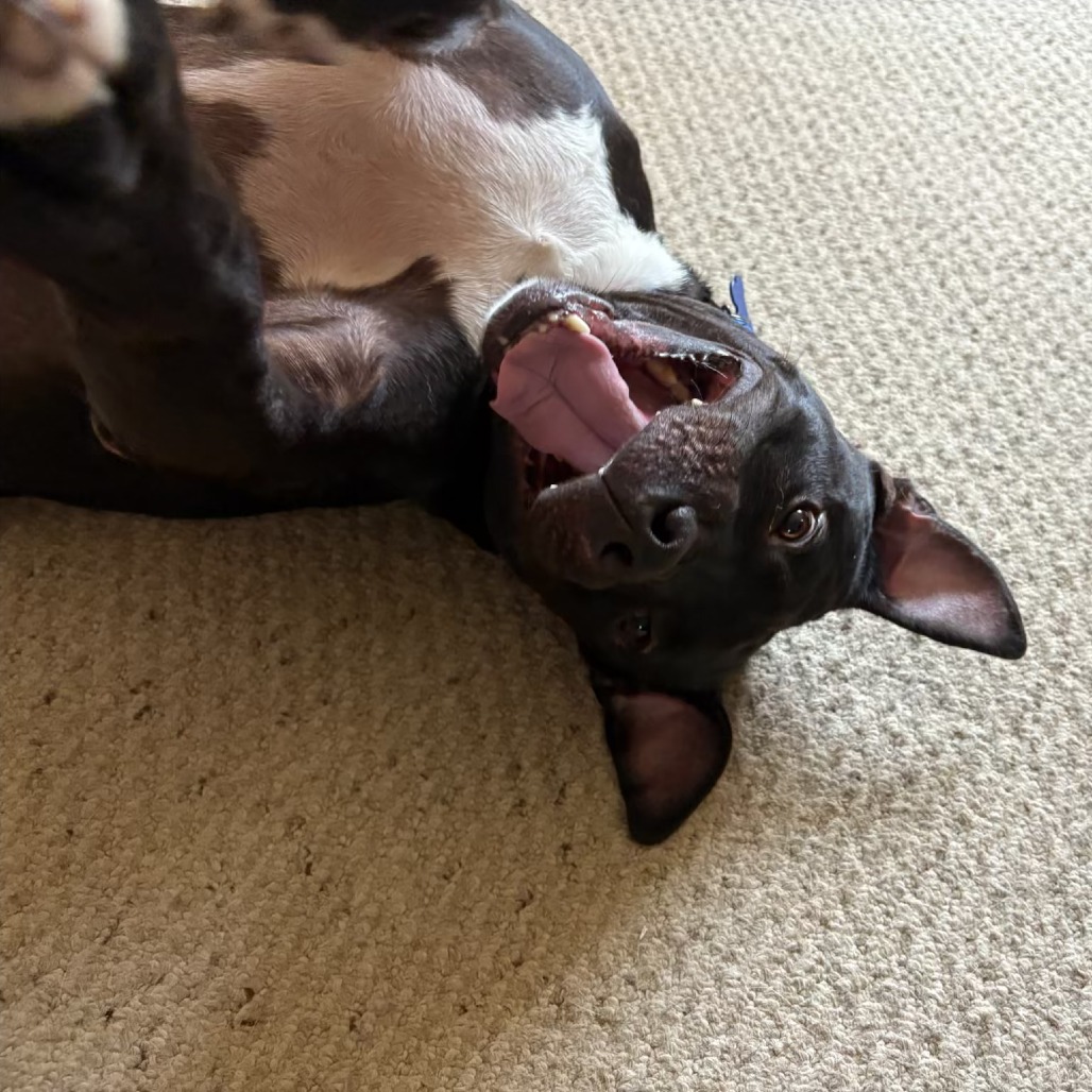 Bowser, photo 4