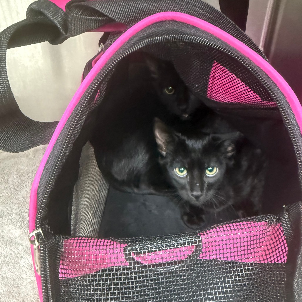 HARDY - Domestic Shorthair available for adoption
