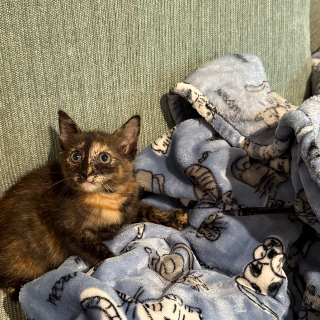 BABY NORA (FORMERLY KNOWN AS HICKORY) - Domestic Shorthair available for adoption
