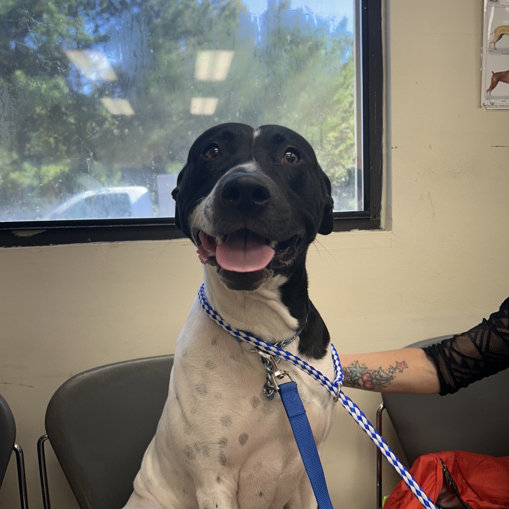 BOY - Terrier / Pit Bull for adoption in Chattanooga