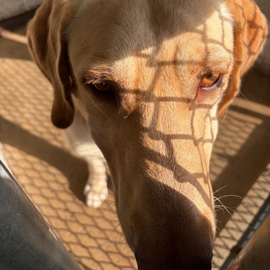 DEPUTY - Retriever / Yellow Labrador available for adoption