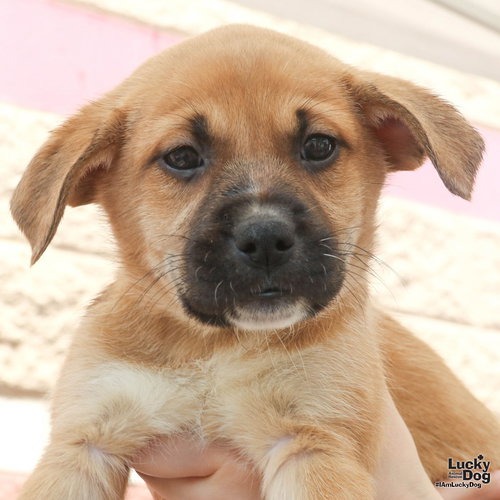 LAKOOCHA - Retriever / Shepherd available for adoption