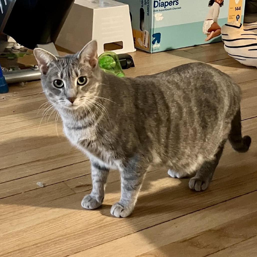 EMMY (BONDED WITH GRAMMY) - Domestic Shorthair available for adoption
