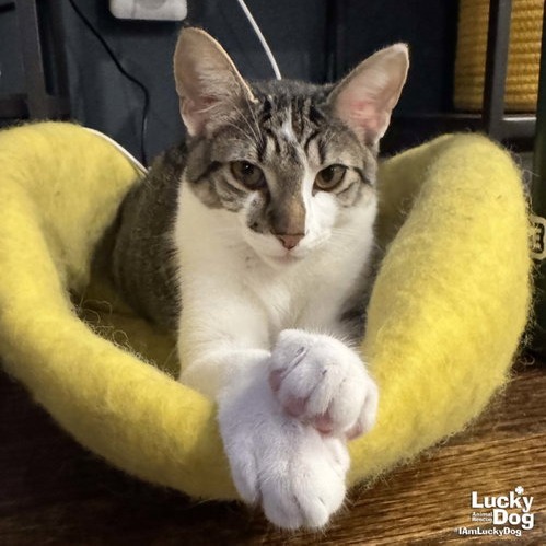 PARSON - Domestic Shorthair available for adoption