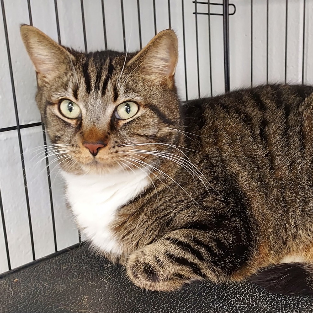 OZZY - Domestic Shorthair available for adoption