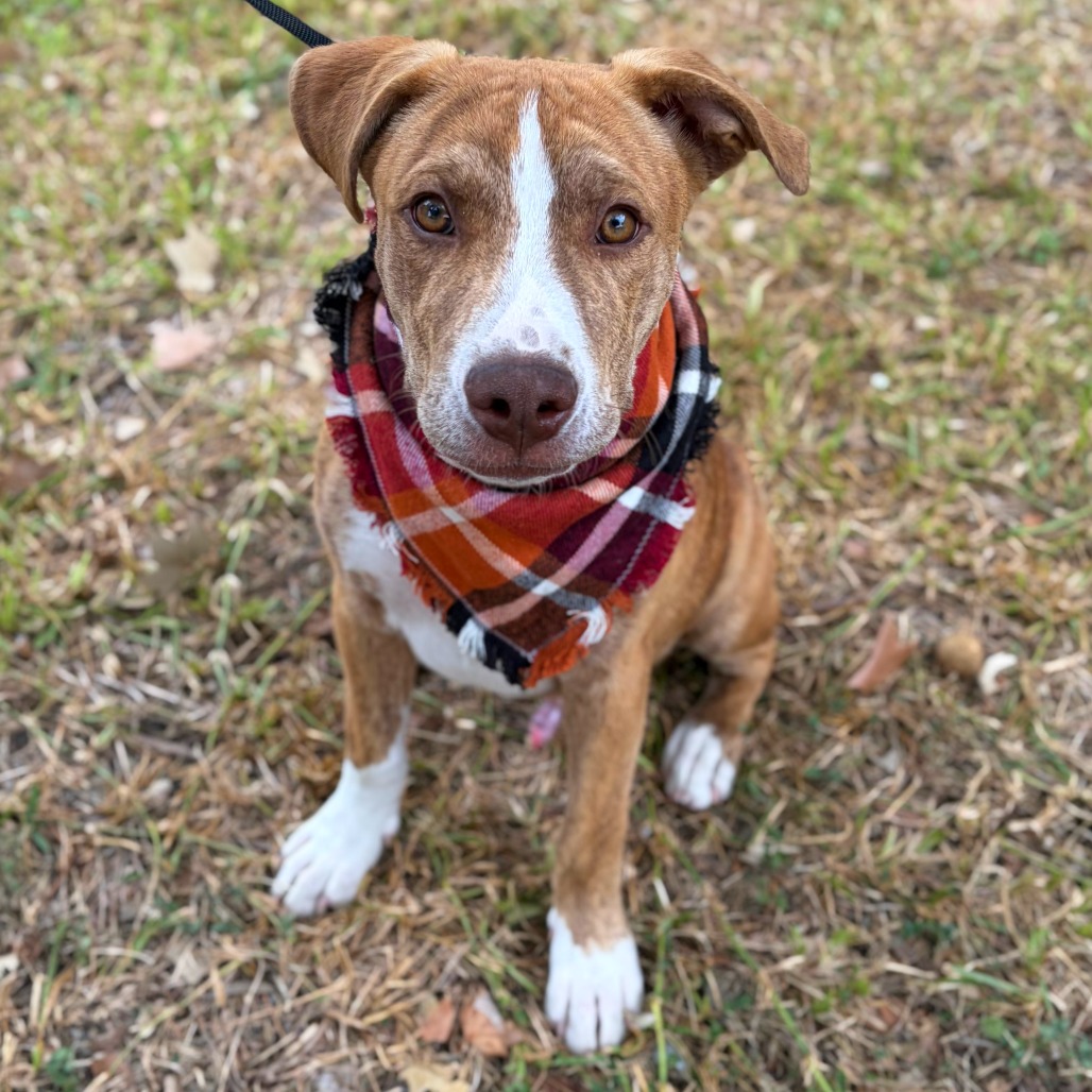REX - Terrier, Pit Bull / Hound available for adoption