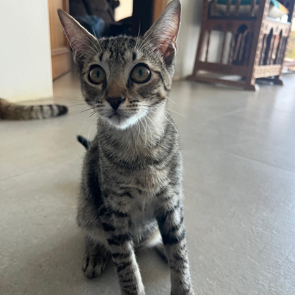 XION - Domestic Shorthair available for adoption