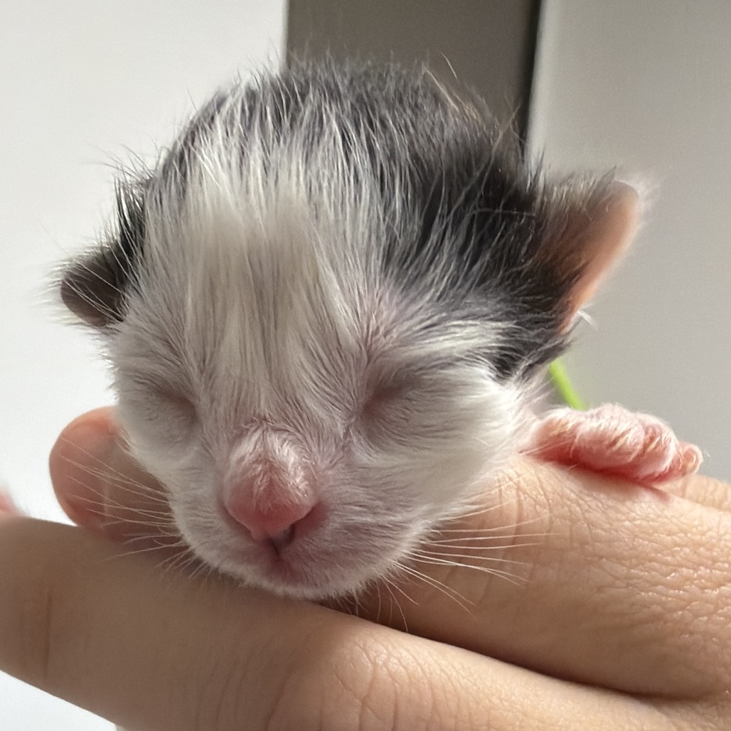 CUCAMELON - Domestic Medium Hair / Mix available for adoption