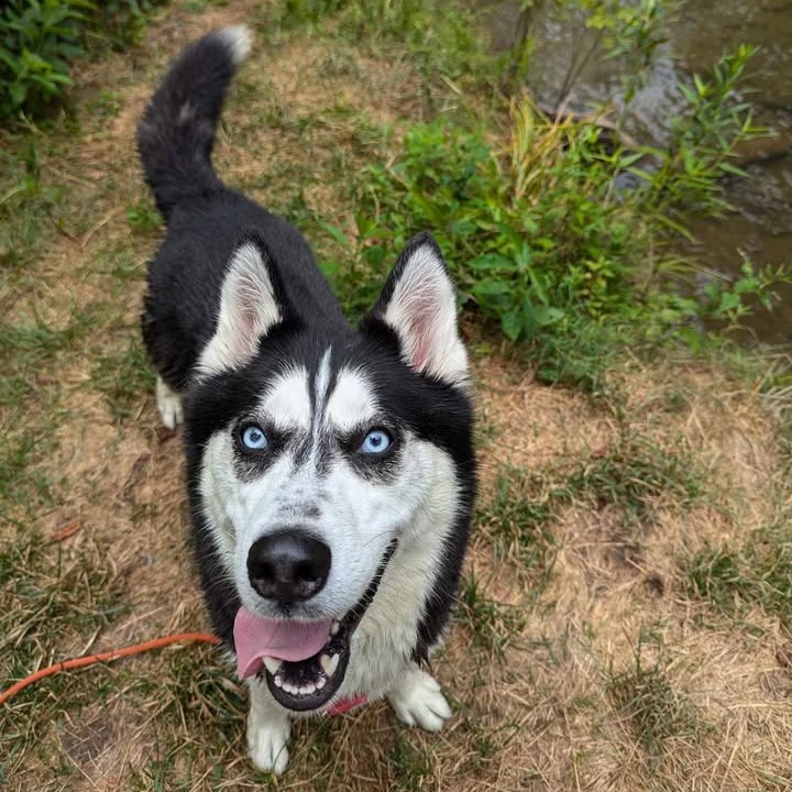 Koda, photo 9