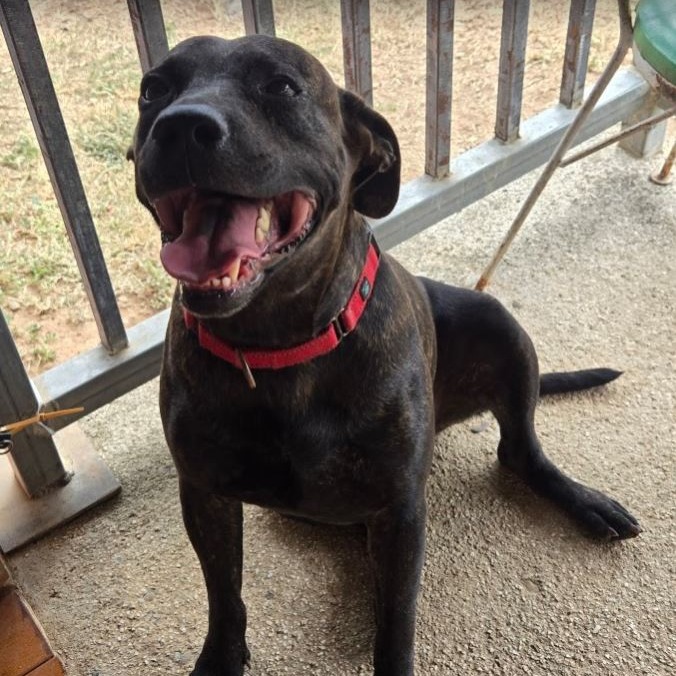 TIGRI - Retriever, Labrador / Mix available for adoption