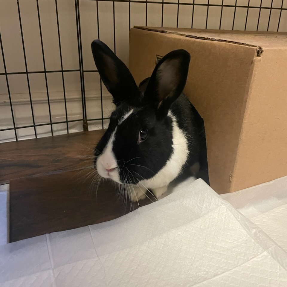 Bella, photo 2