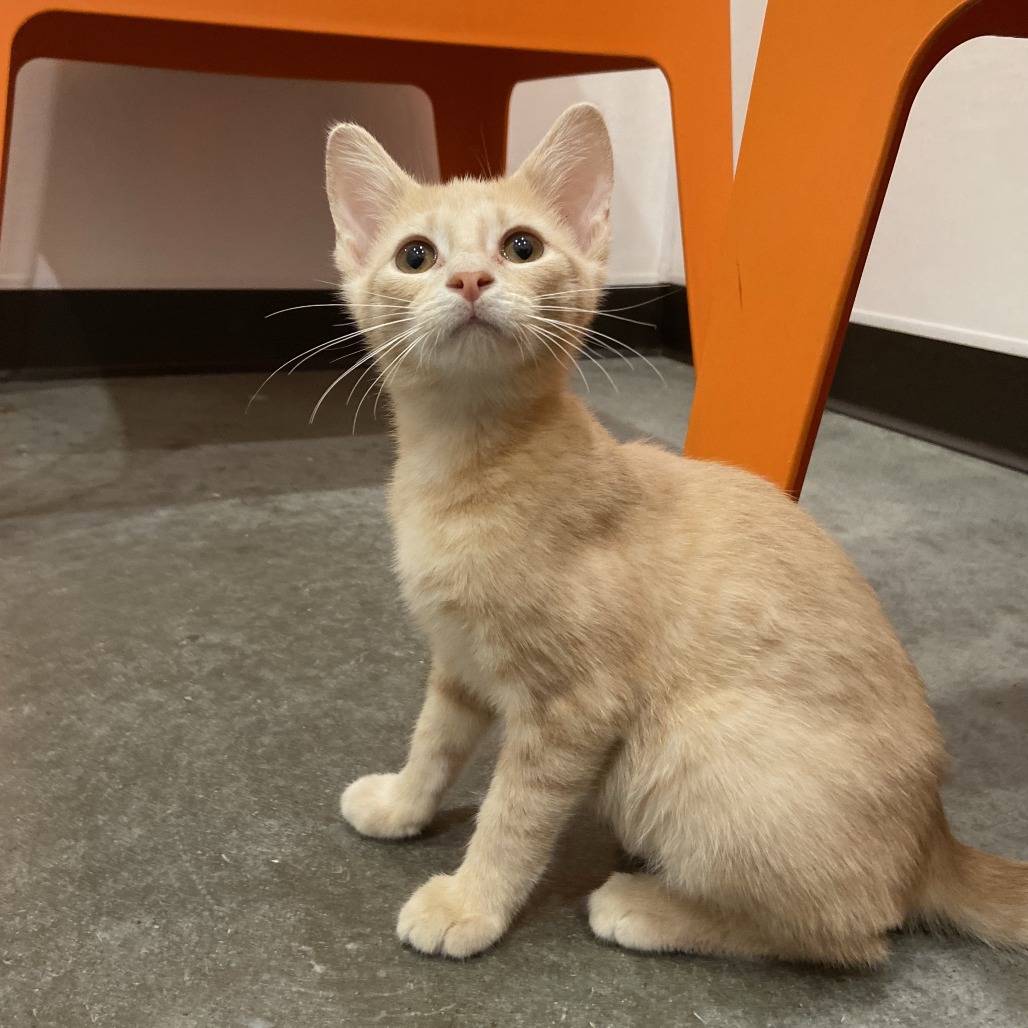 TOULOUSE - Domestic Shorthair available for adoption