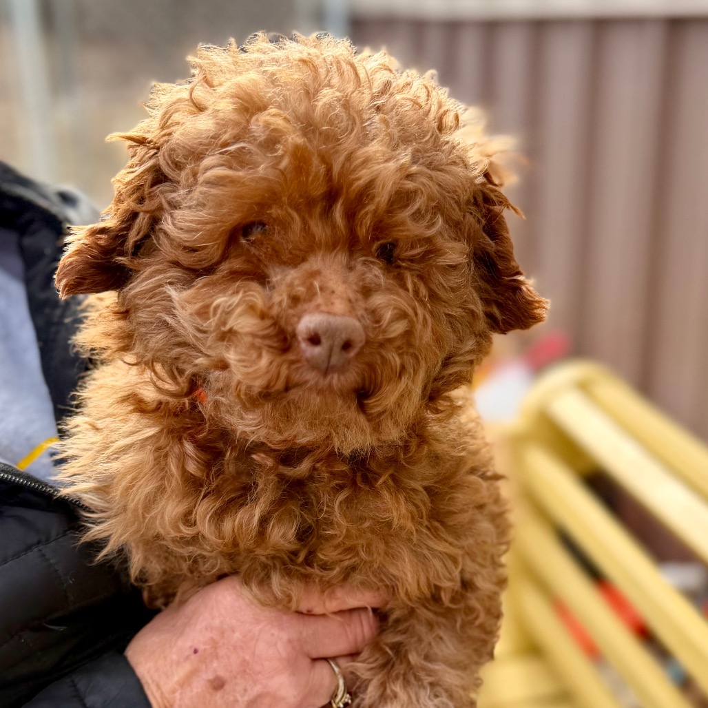 Chase (F26-05), photo 21