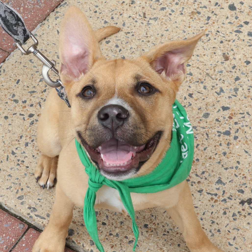 BABBETTE - Retriever, Labrador / Shepherd available for adoption