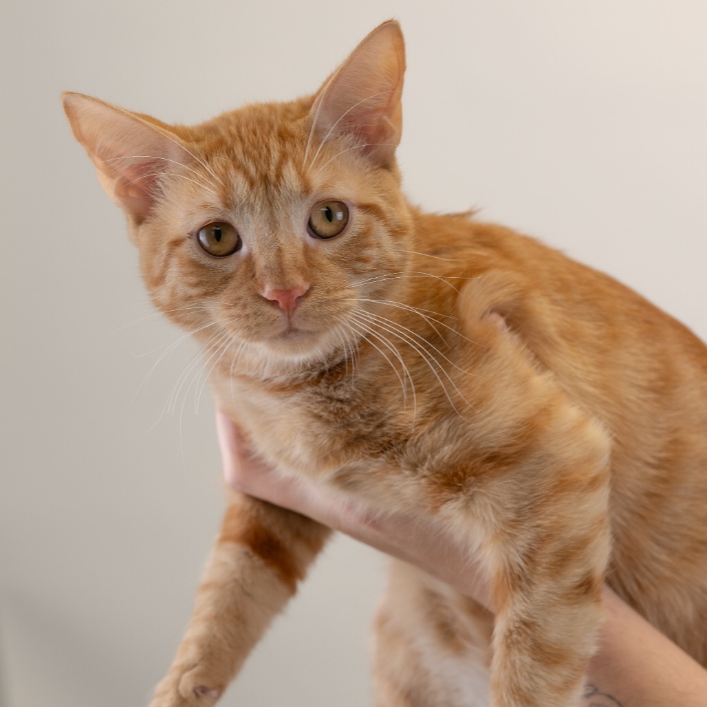 Oscar