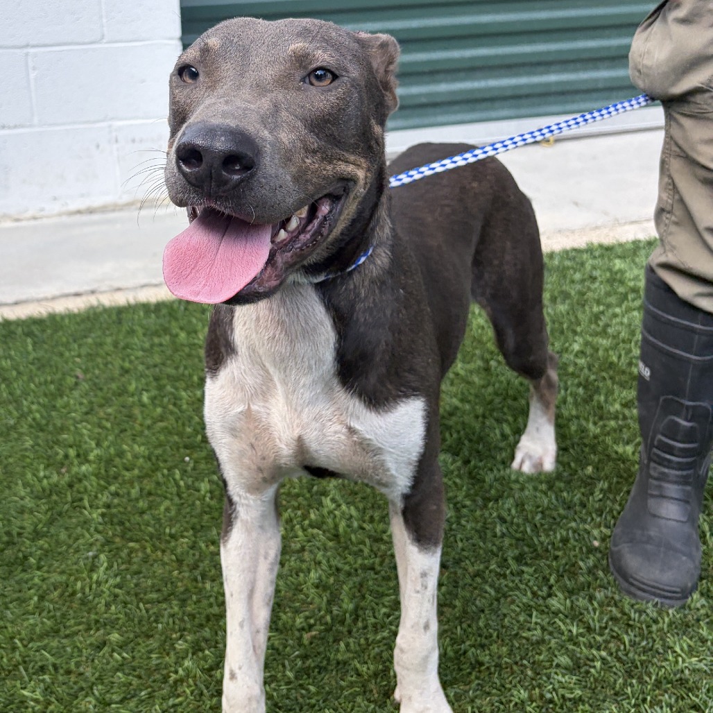 STRONG - Mixed Breed (Medium) available for adoption