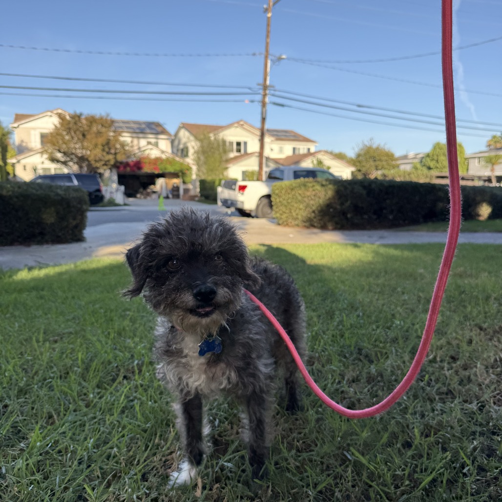 Twinkle (bonded with Star) - Costa Mesa Location, photo 24