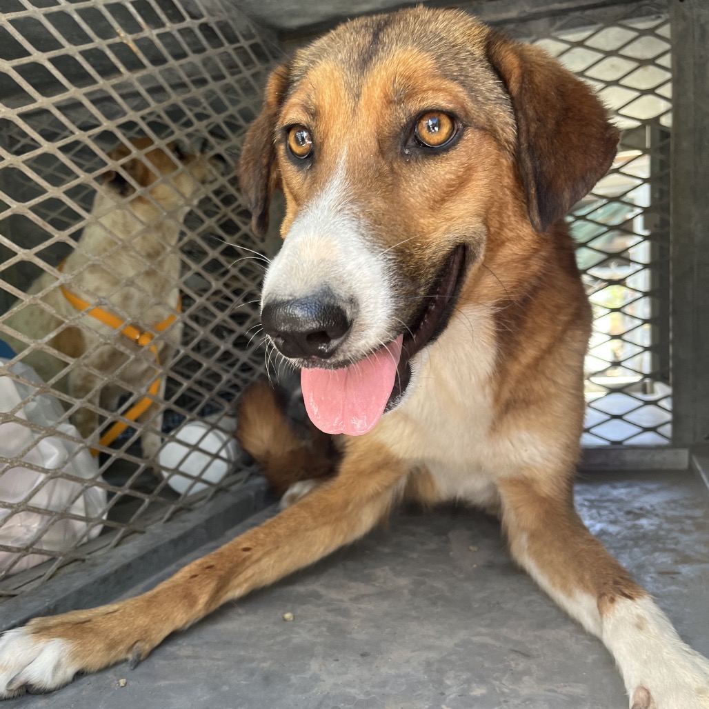 MACY - Shepherd available for adoption