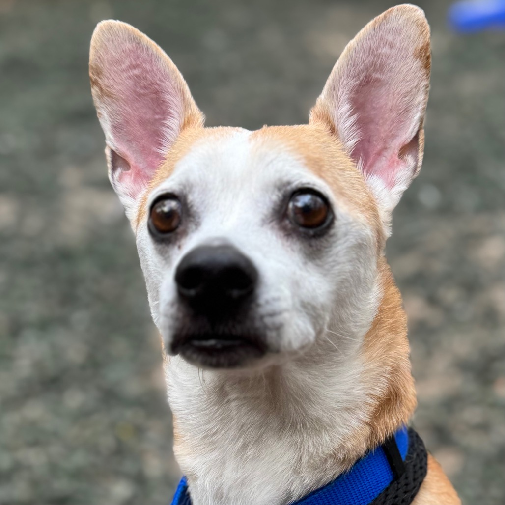 Kee-Ko, adoptable senior dog