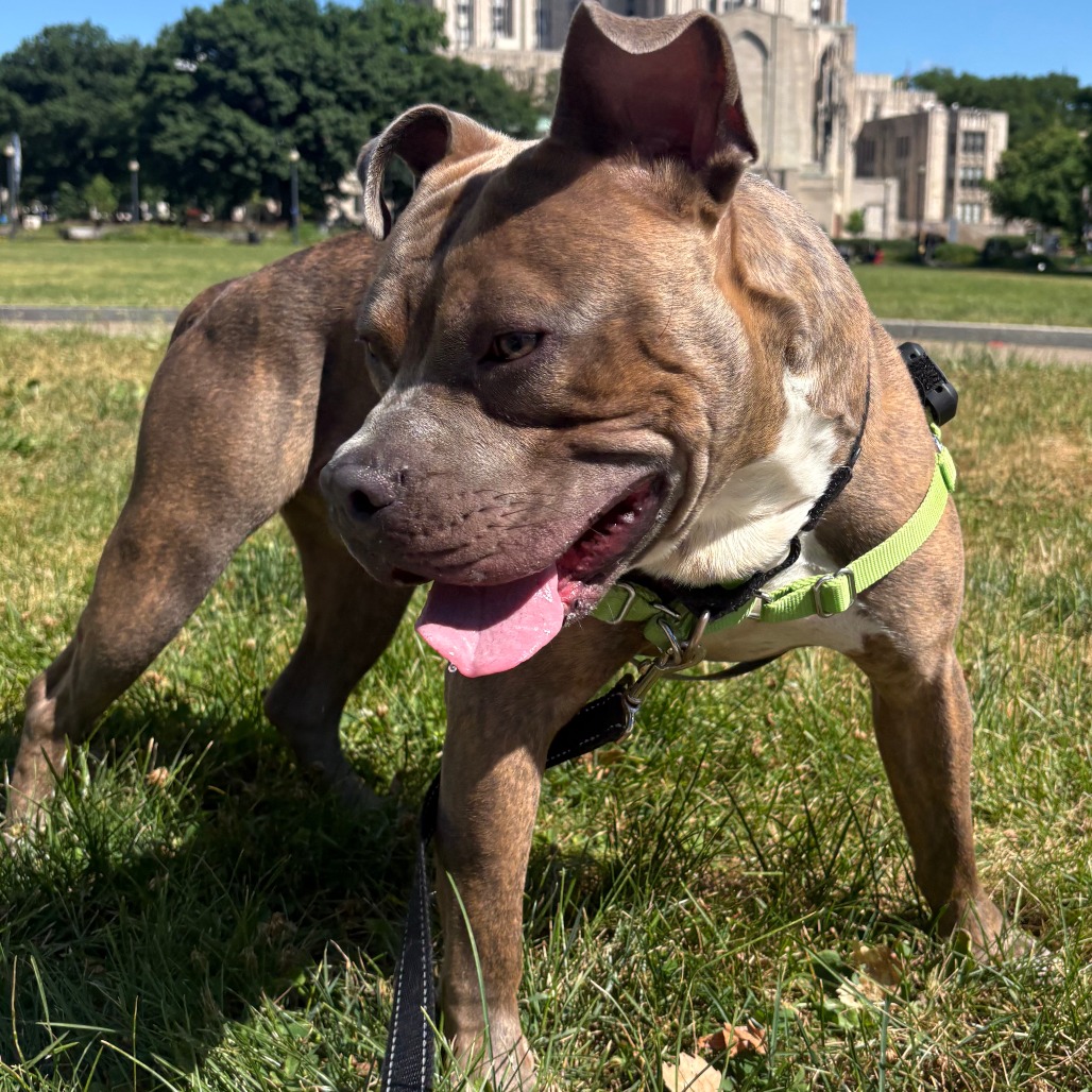 Photo of D.O.G. 10