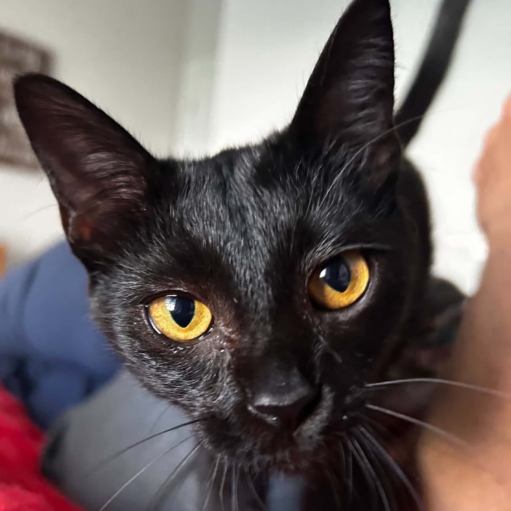 LAYLA - Domestic Shorthair available for adoption