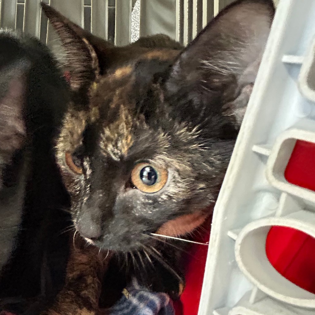 SISSY - Domestic Shorthair available for adoption