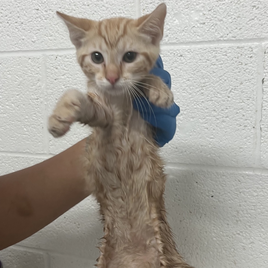 JACKIE CHAN - Domestic Shorthair available for adoption