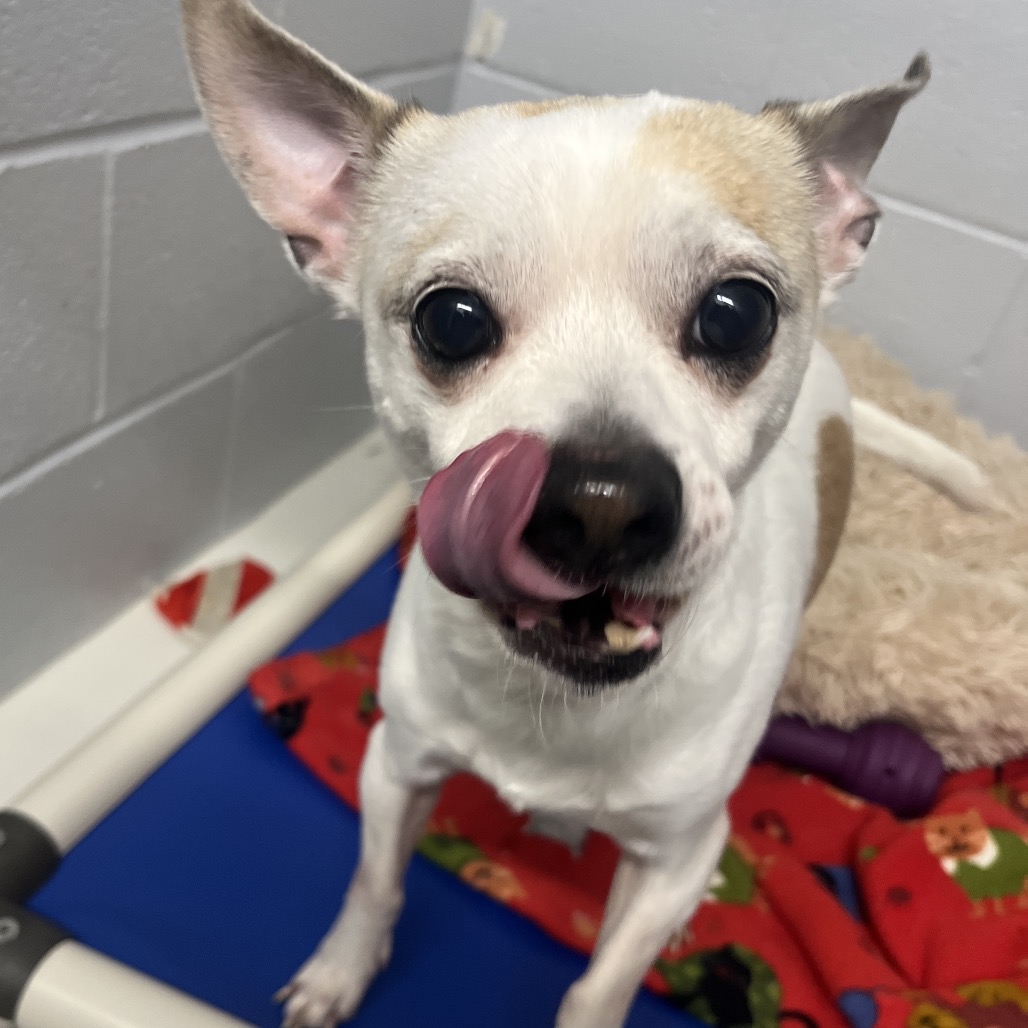 Bandit — thumbnail 8