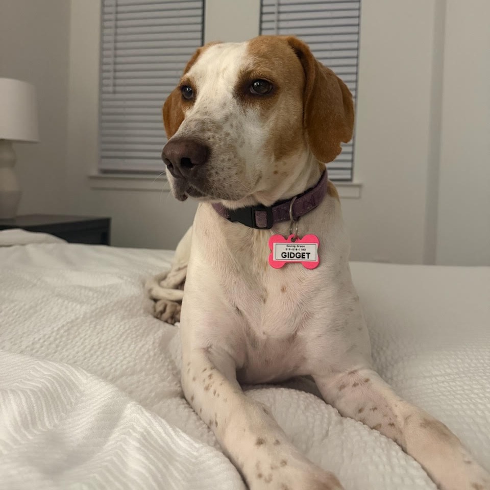 Gidget, photo 28