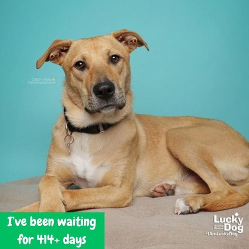LUCA - Shepherd / Terrier available for adoption