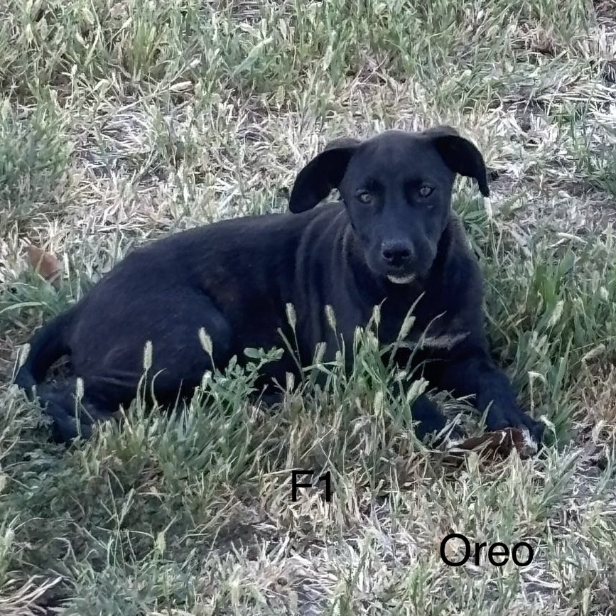 Oreo
