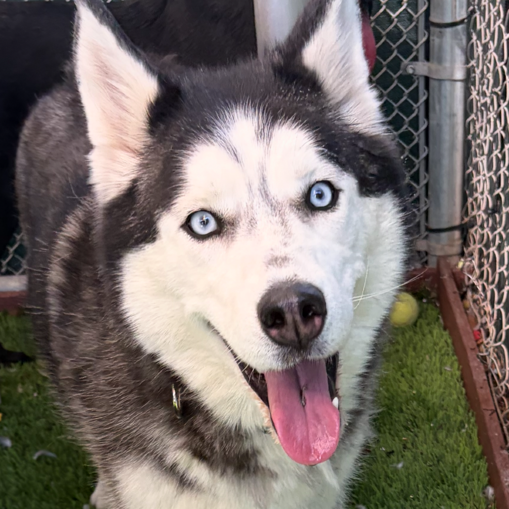 MAVERICK - Husky for adoption in Henderson