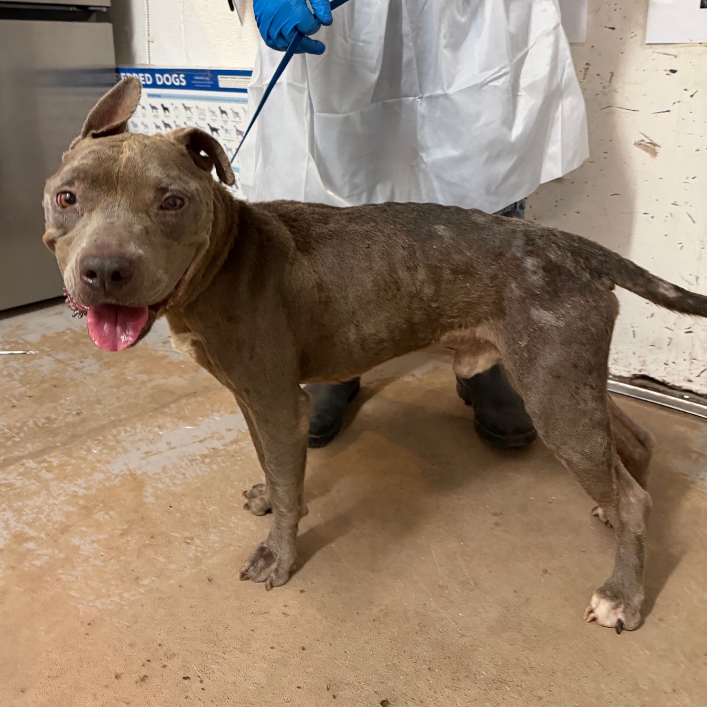 Jim , available for adoption at PVAS