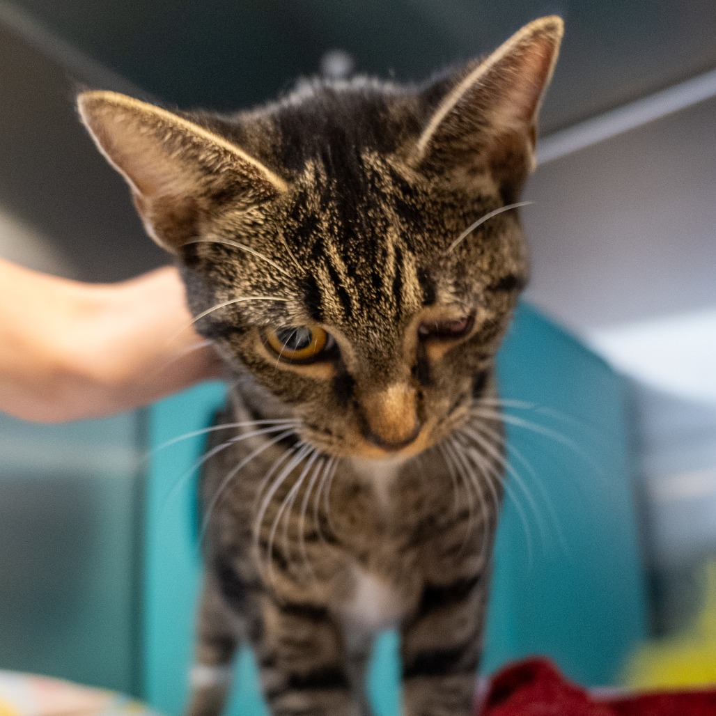BUBBIE - Domestic Shorthair available for adoption