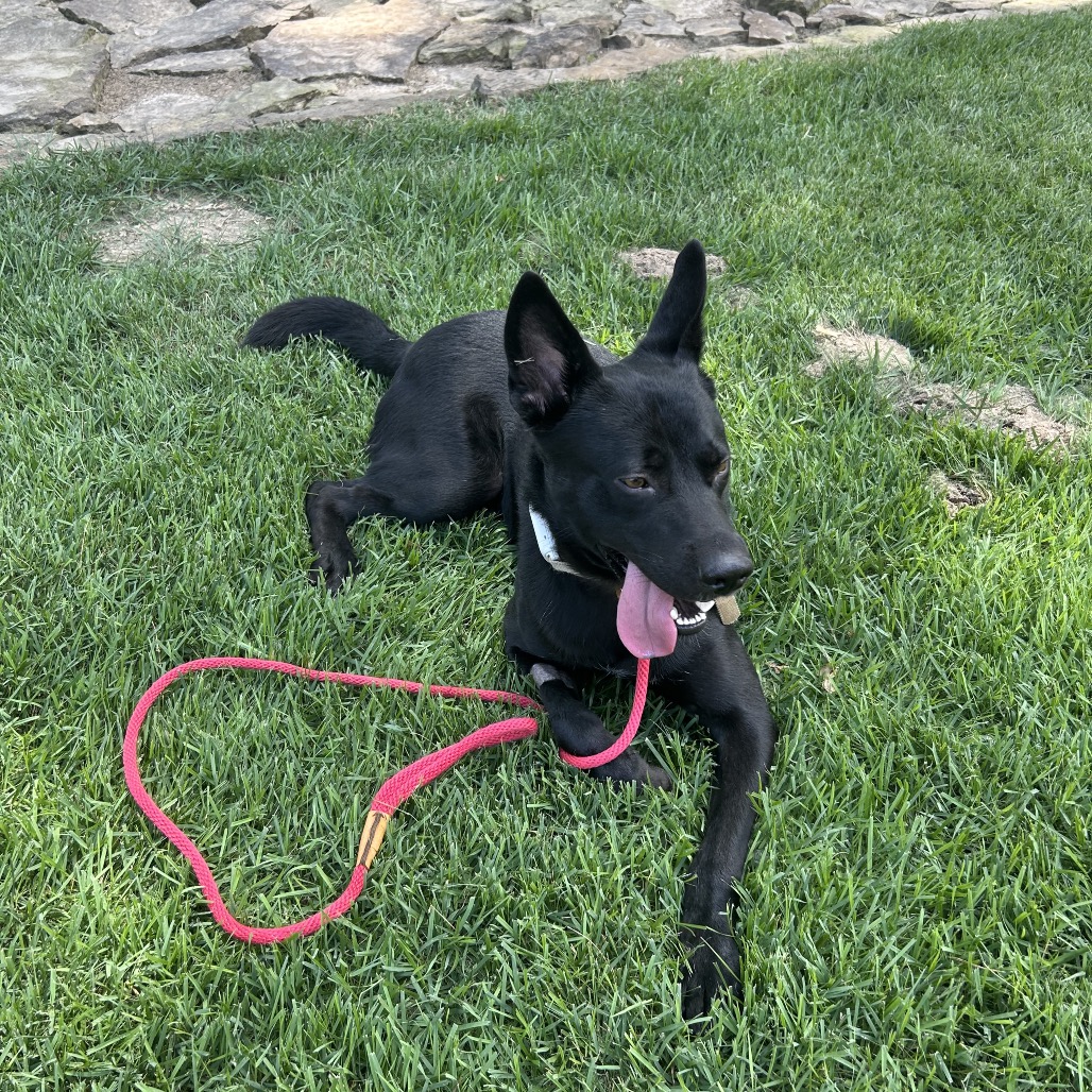 Jet, photo 24