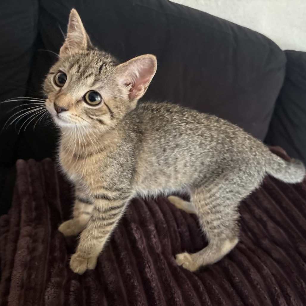 JAINIE - Domestic Shorthair available for adoption