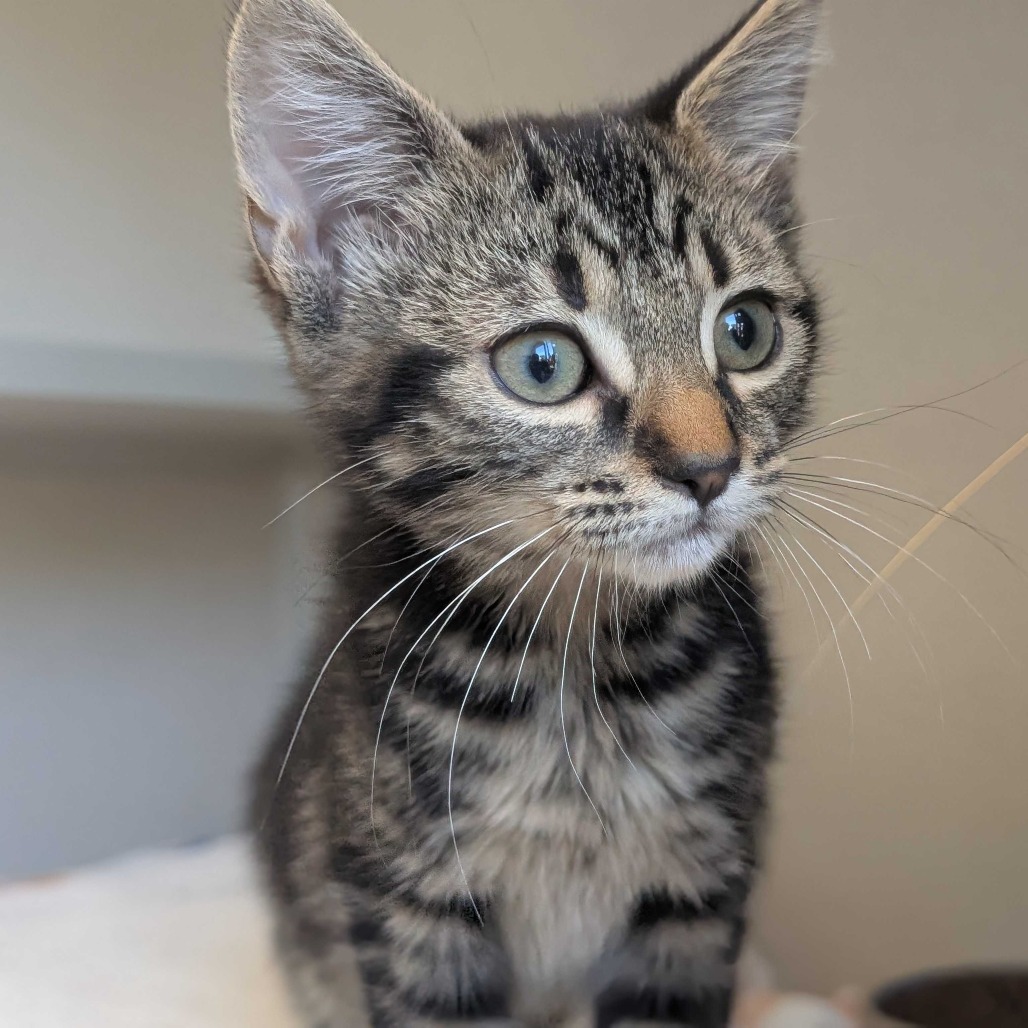 Cash - Domestic Shorthair