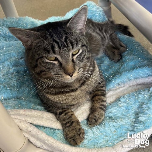 MUFASA - Domestic Shorthair available for adoption