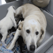 Willow FKA Kismet, an adoptable Pyrenees, Great/Mixed Breed (Large)
