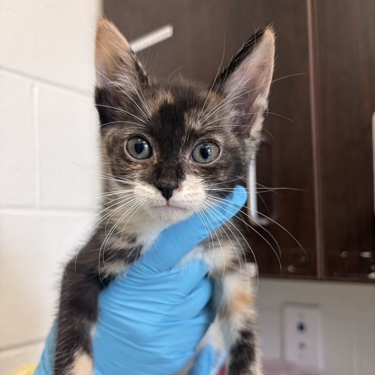 MERCEDES (ADOPTION PENDING) - Domestic Shorthair available for adoption